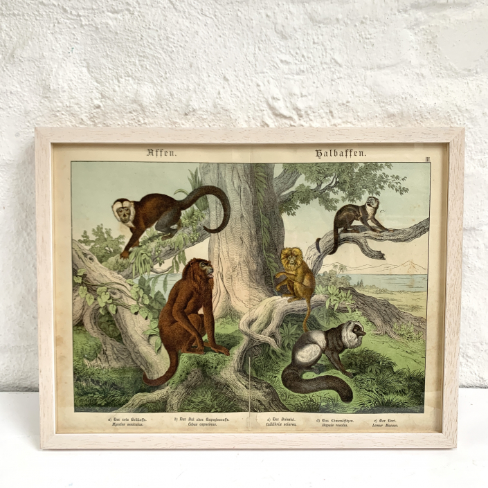 Megasüßes Bild fürs Kinderzimmer, Affen Illustration von ca 1860