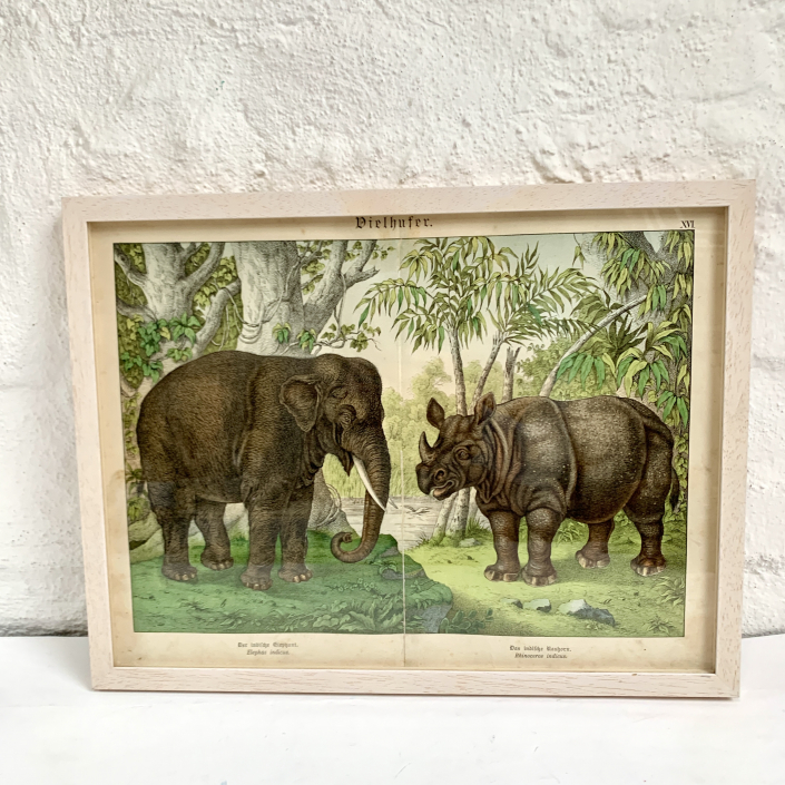 Ein wundervollder Chromolitographie Druck von ca 1890 mit Elefant und Nashorn
